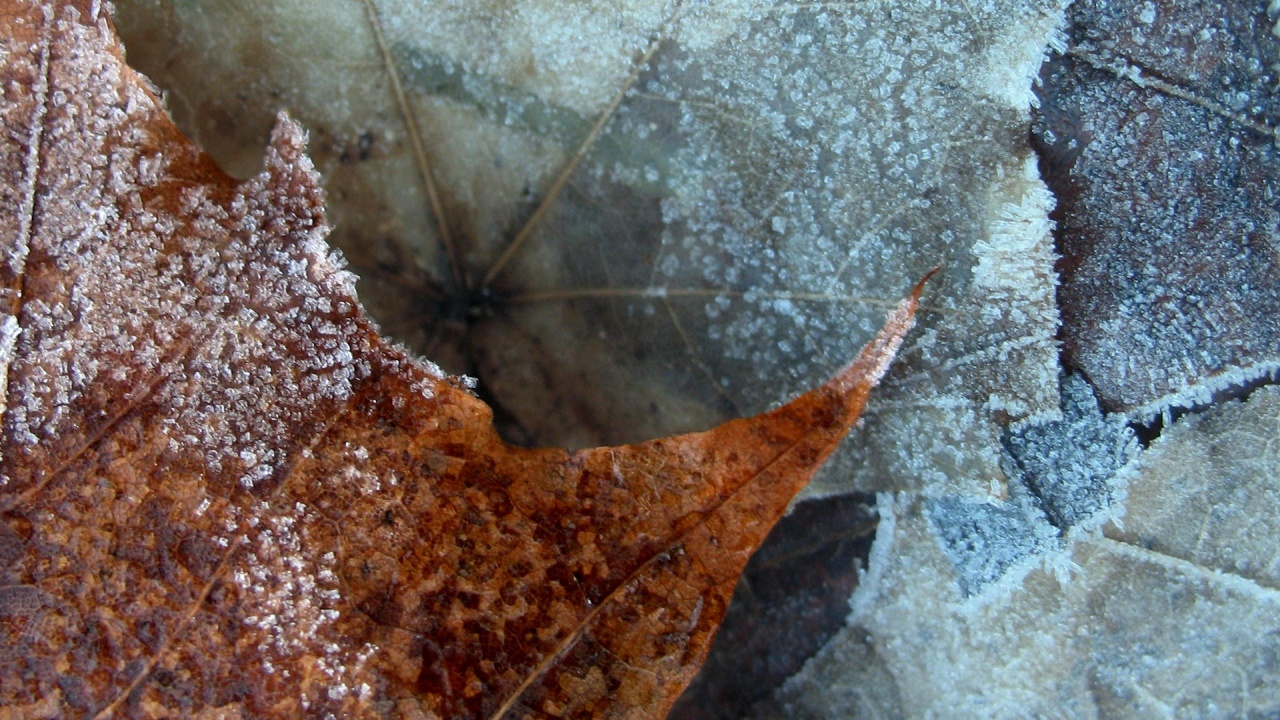 Winter Nature Leaf