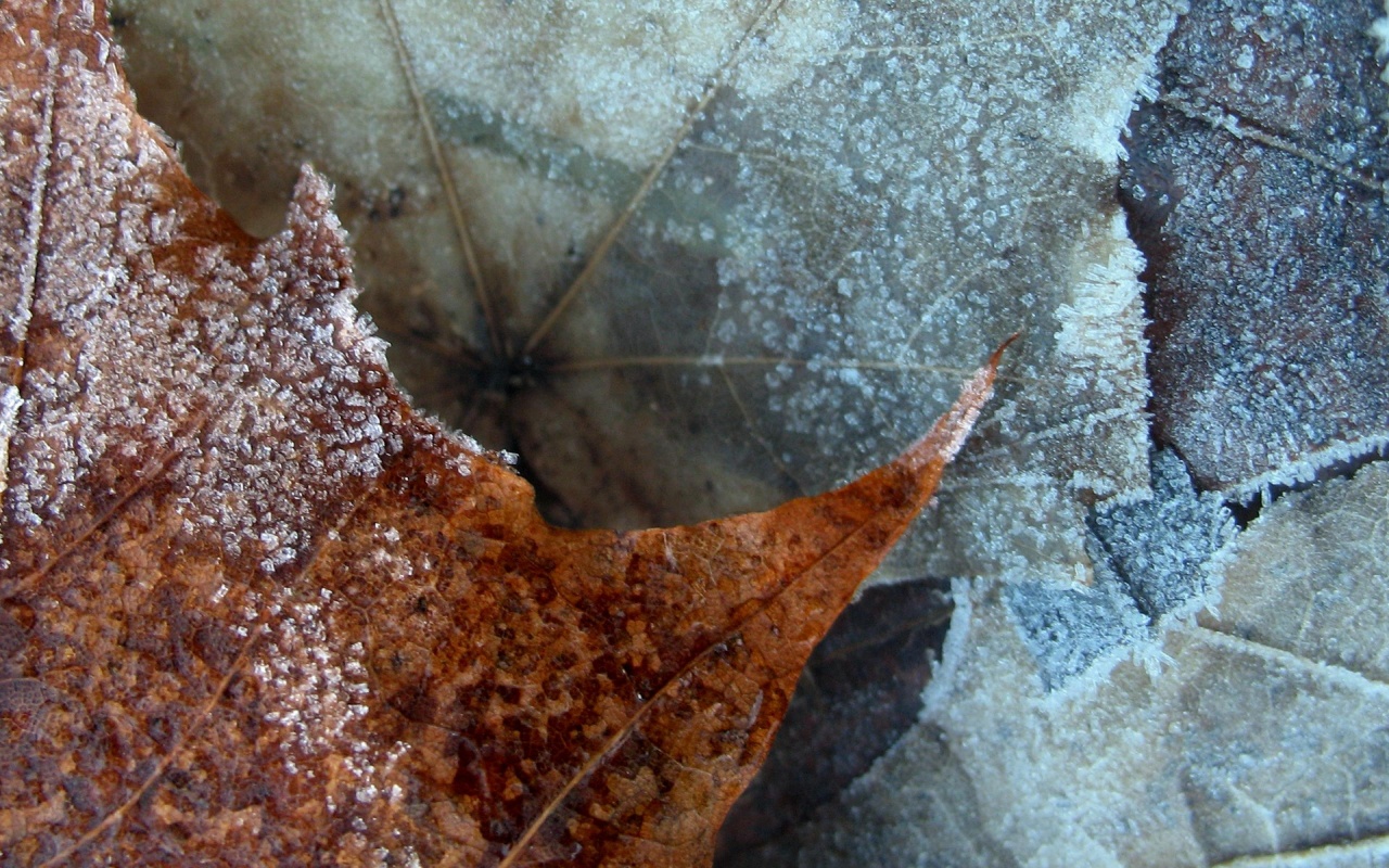 Winter Nature Leaf