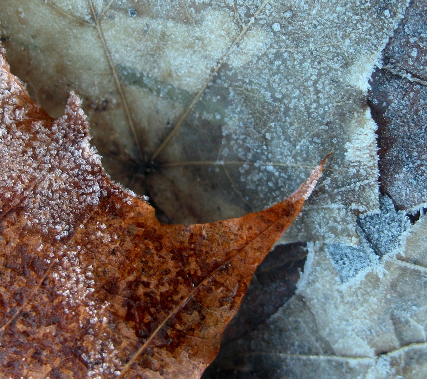 Winter Nature Leaf