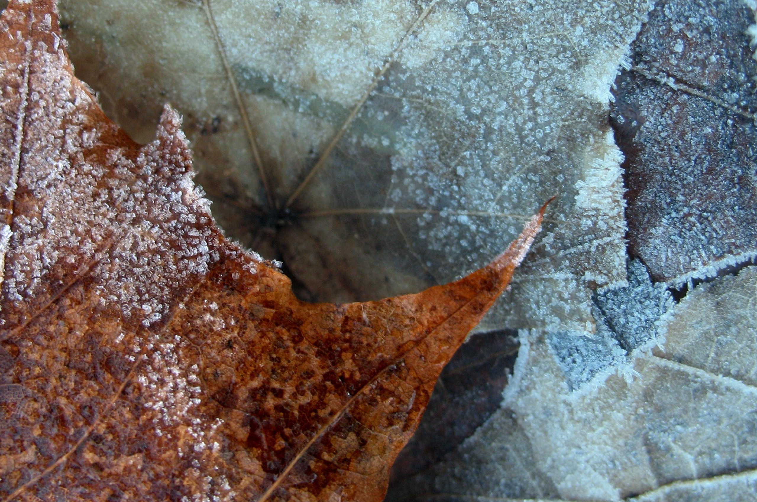 Winter Nature Leaf