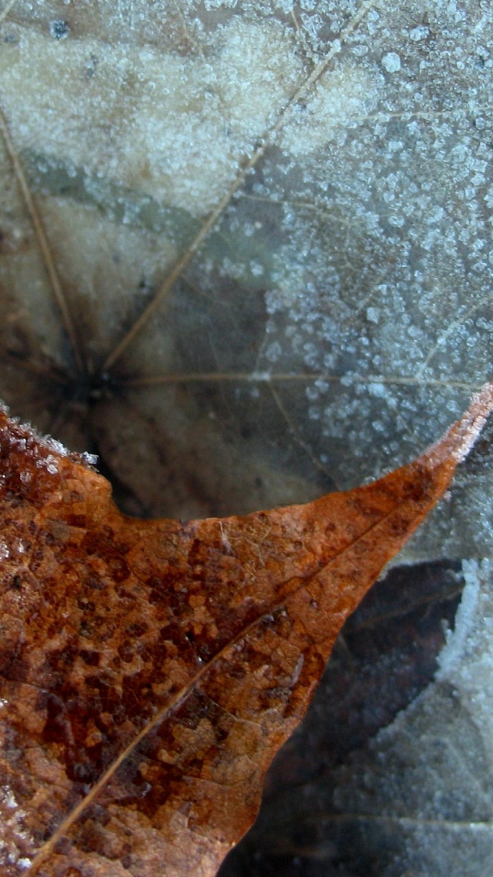 Winter Nature Leaf