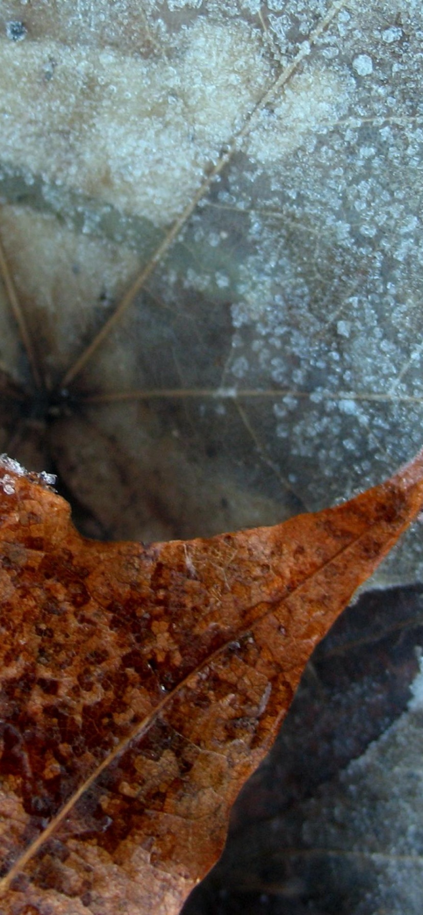 Winter Nature Leaf