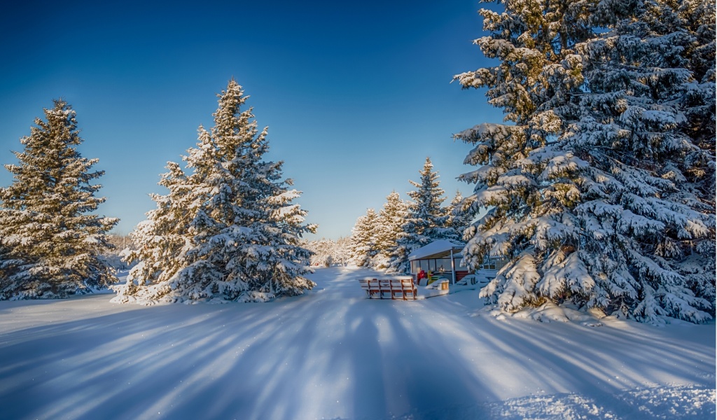 Winter Snow Fir Trees Nature