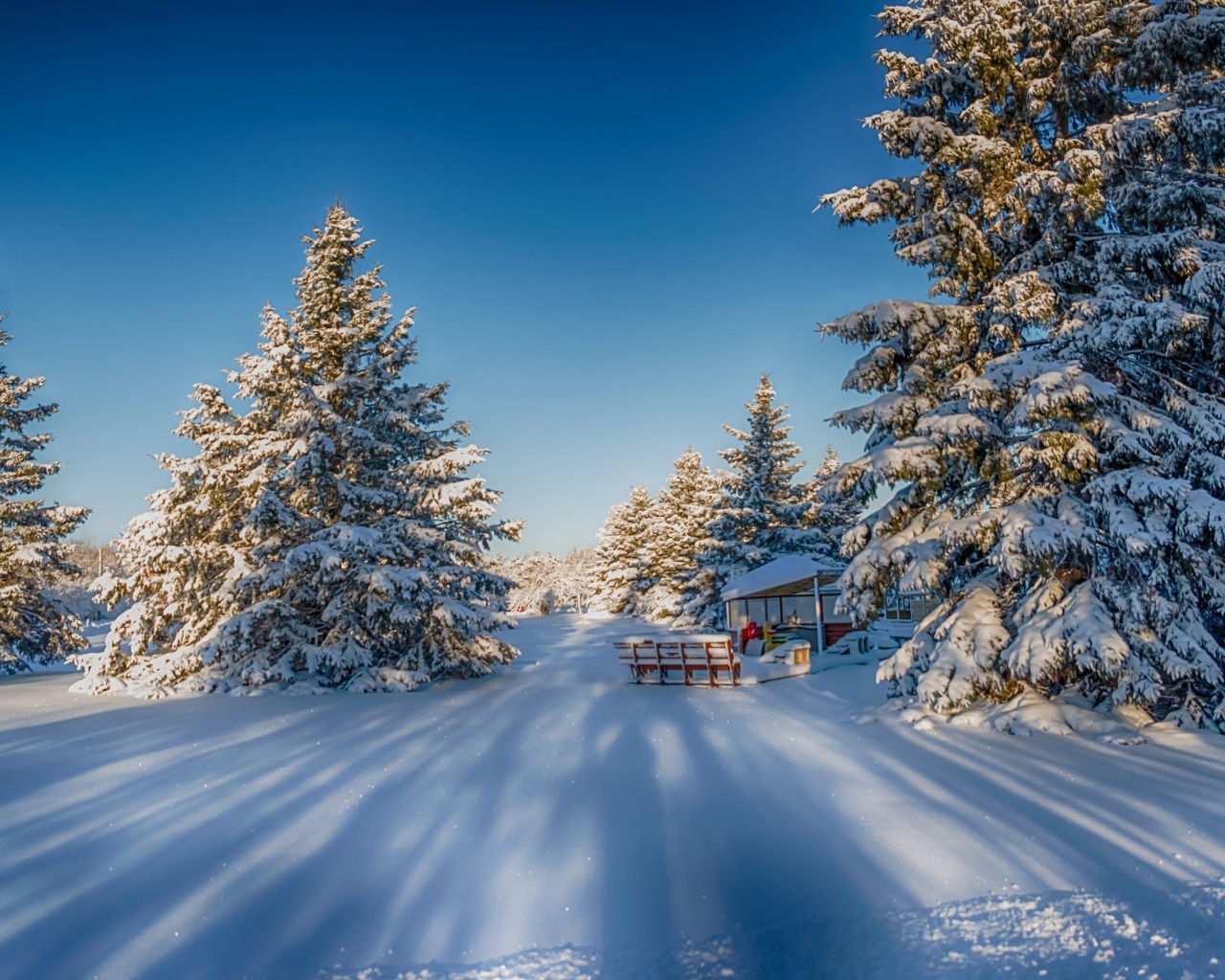 Winter Snow Fir Trees Nature