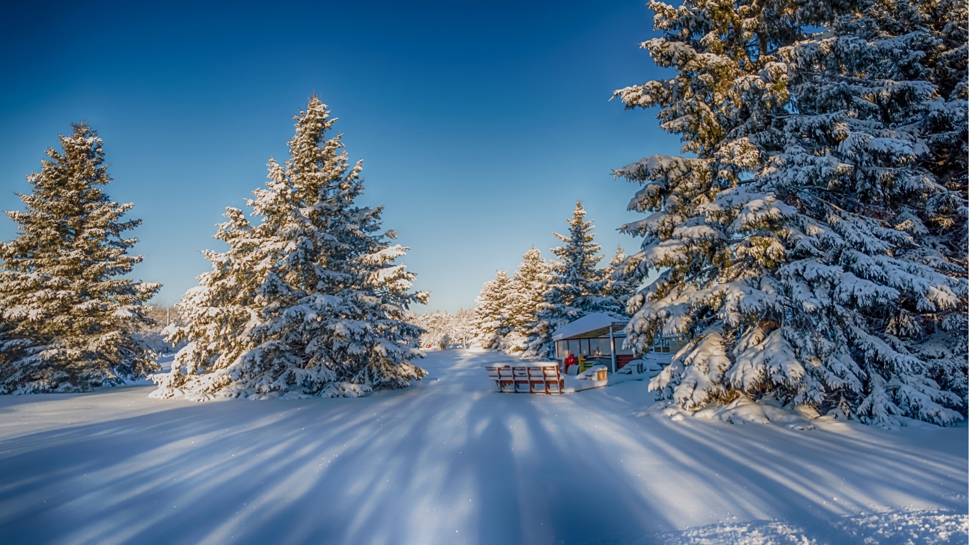 Winter Snow Fir Trees Nature