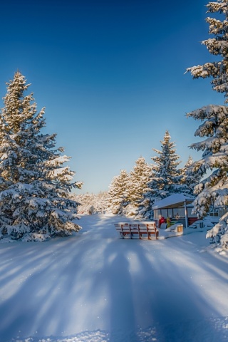 Winter Snow Fir Trees Nature