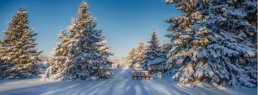 Winter Snow Fir Trees Nature