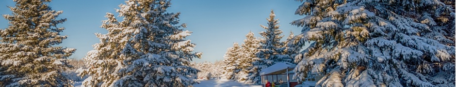 Winter Snow Fir Trees Nature