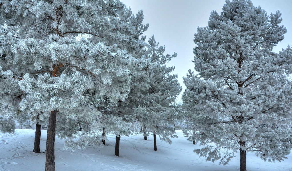 Winter Snow Snowy Trees