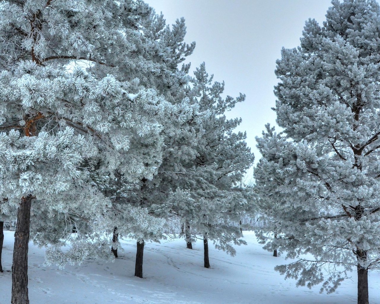 Winter Snow Snowy Trees