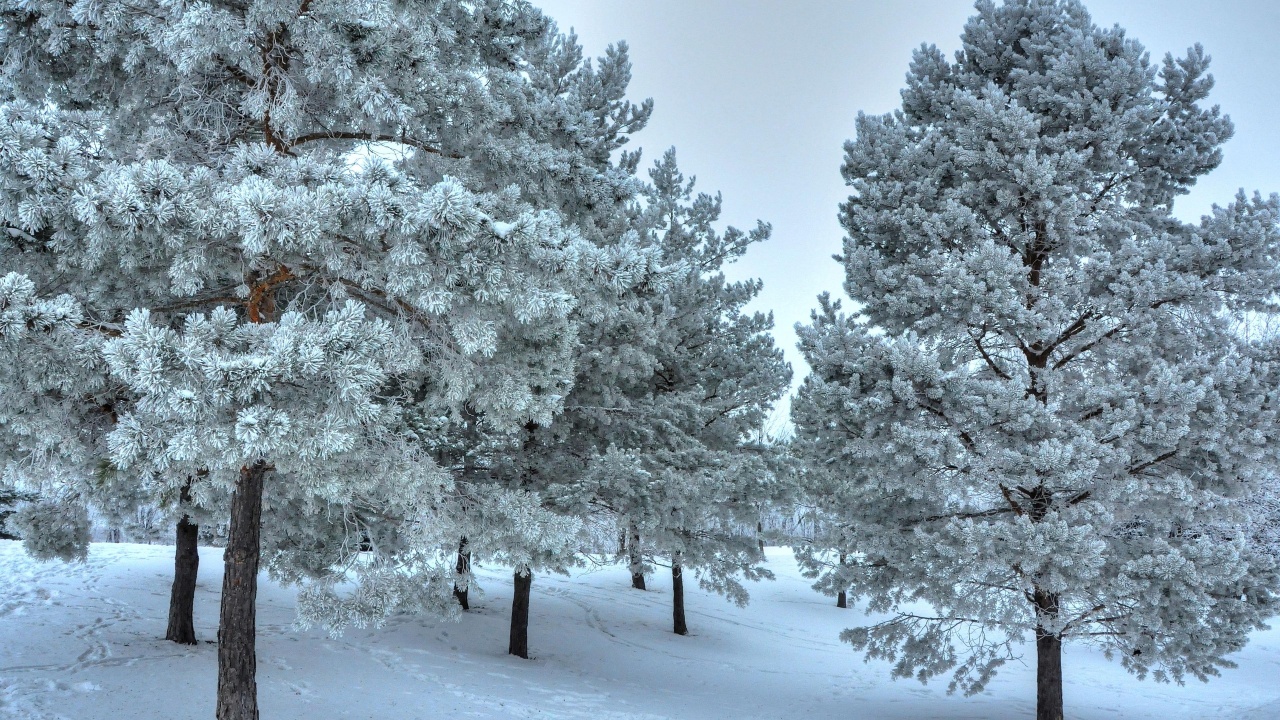 Winter Snow Snowy Trees