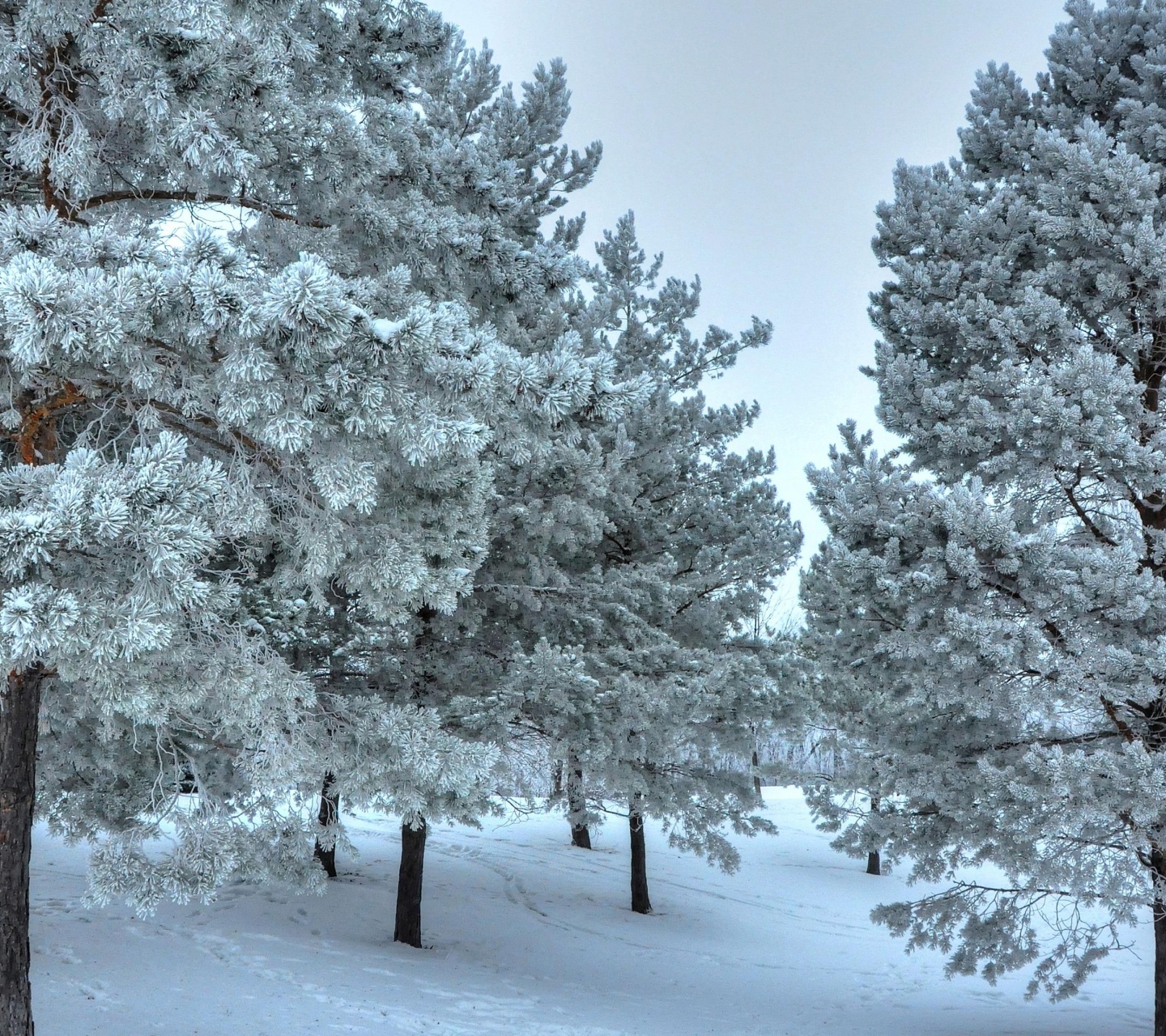 Winter Snow Snowy Trees