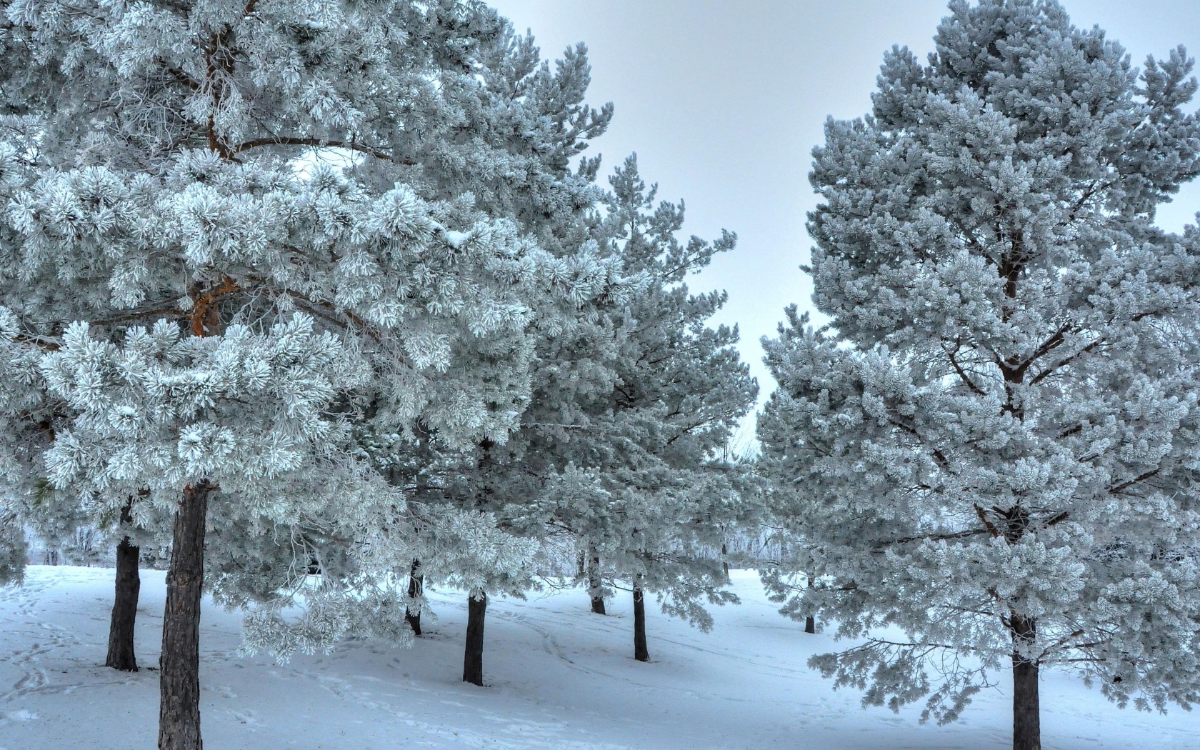 Winter Snow Snowy Trees