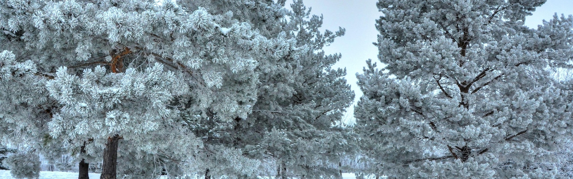 Winter Snow Snowy Trees