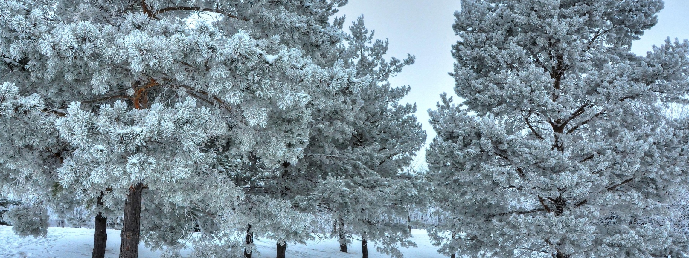 Winter Snow Snowy Trees