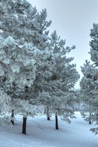 Winter Snow Snowy Trees