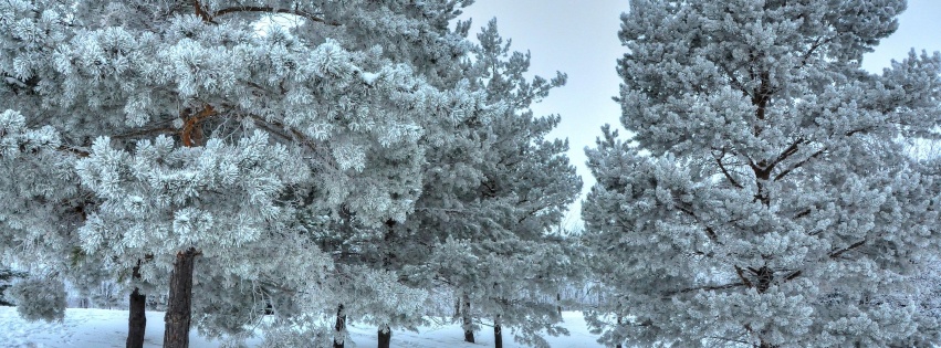 Winter Snow Snowy Trees