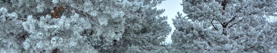 Winter Snow Snowy Trees