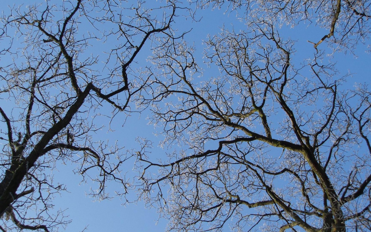 Winter Trees