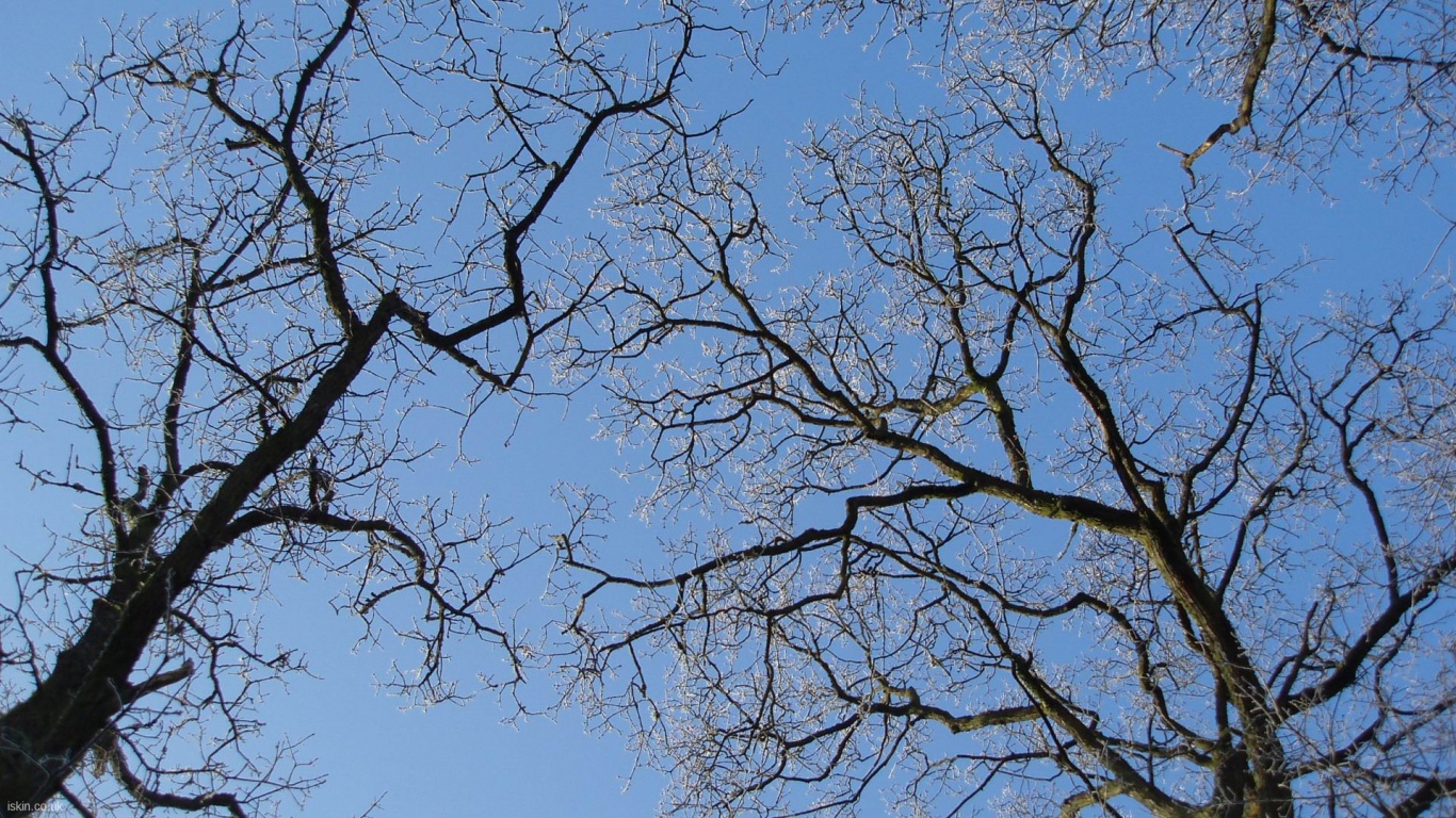 Winter Trees