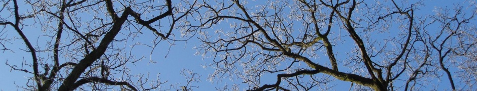 Winter Trees