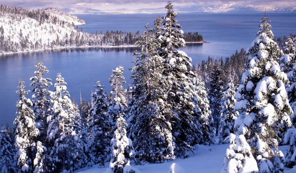 Winter White Forest And Cold Water