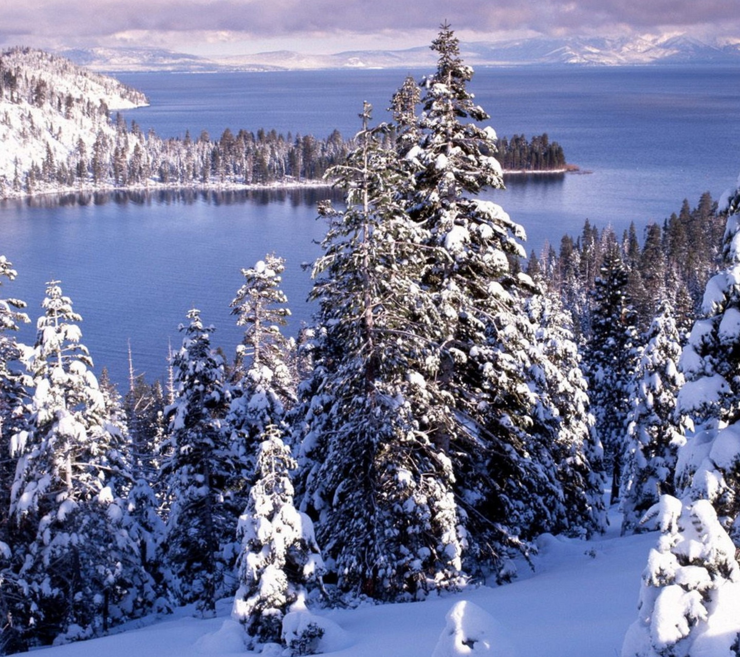 Winter White Forest And Cold Water