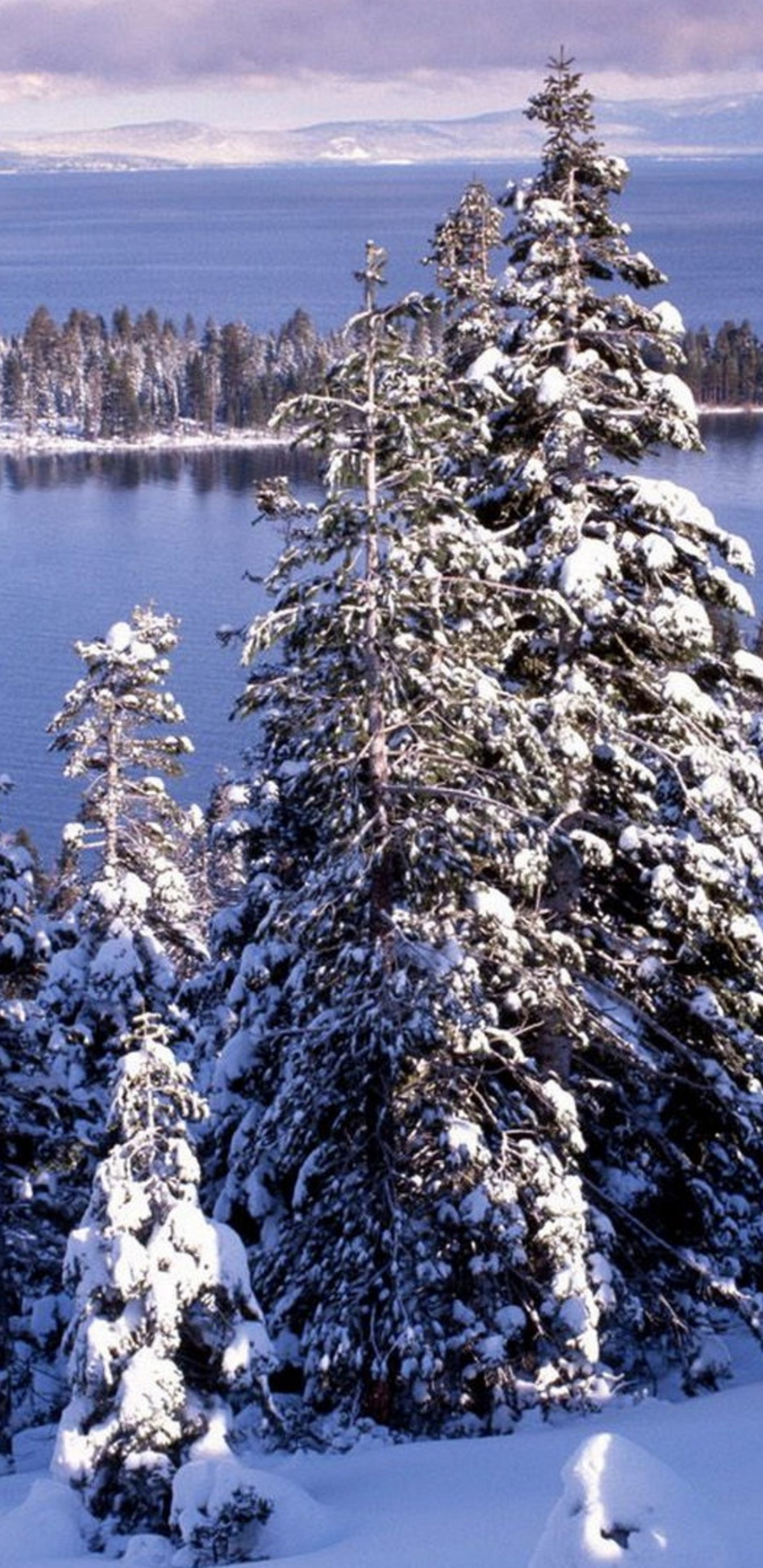 Winter White Forest And Cold Water