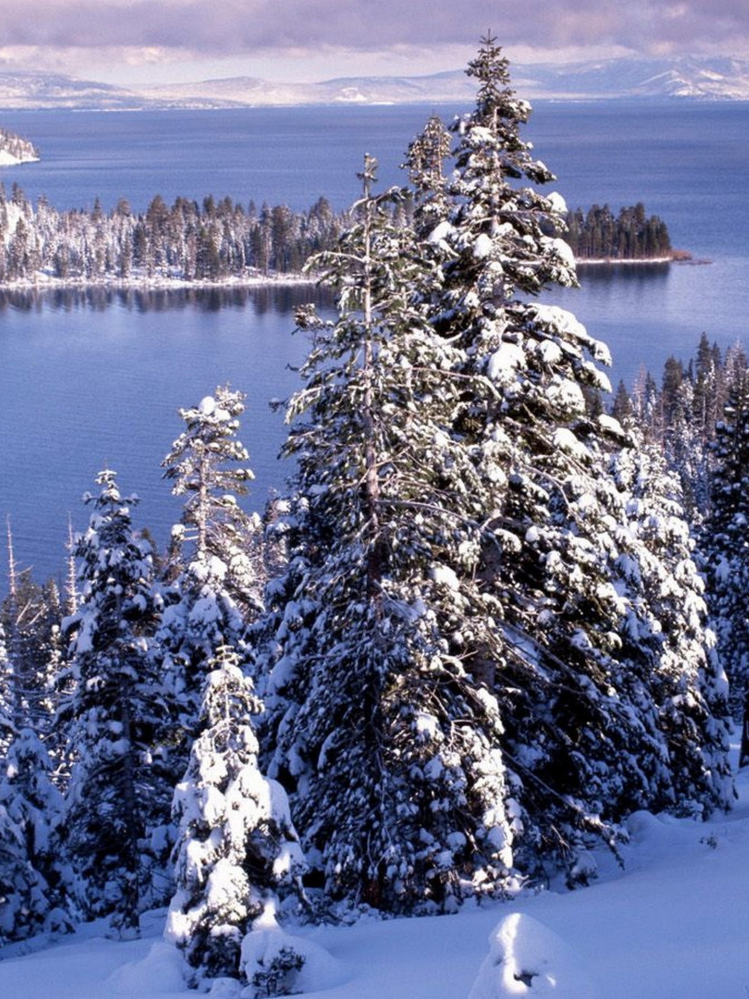 Winter White Forest And Cold Water