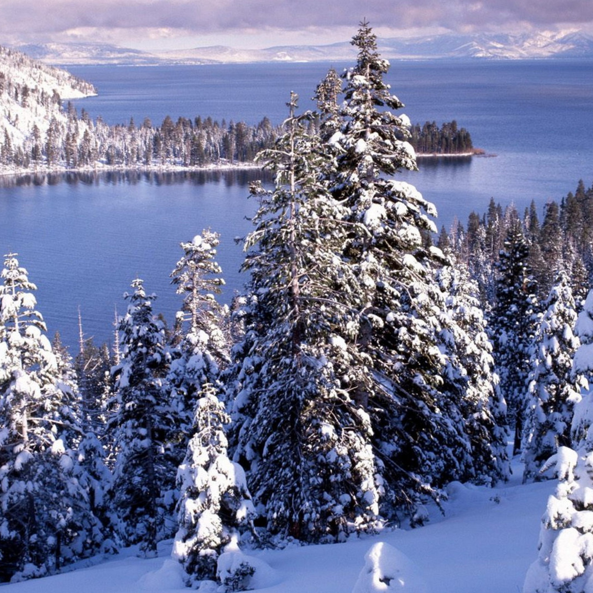 Winter White Forest And Cold Water