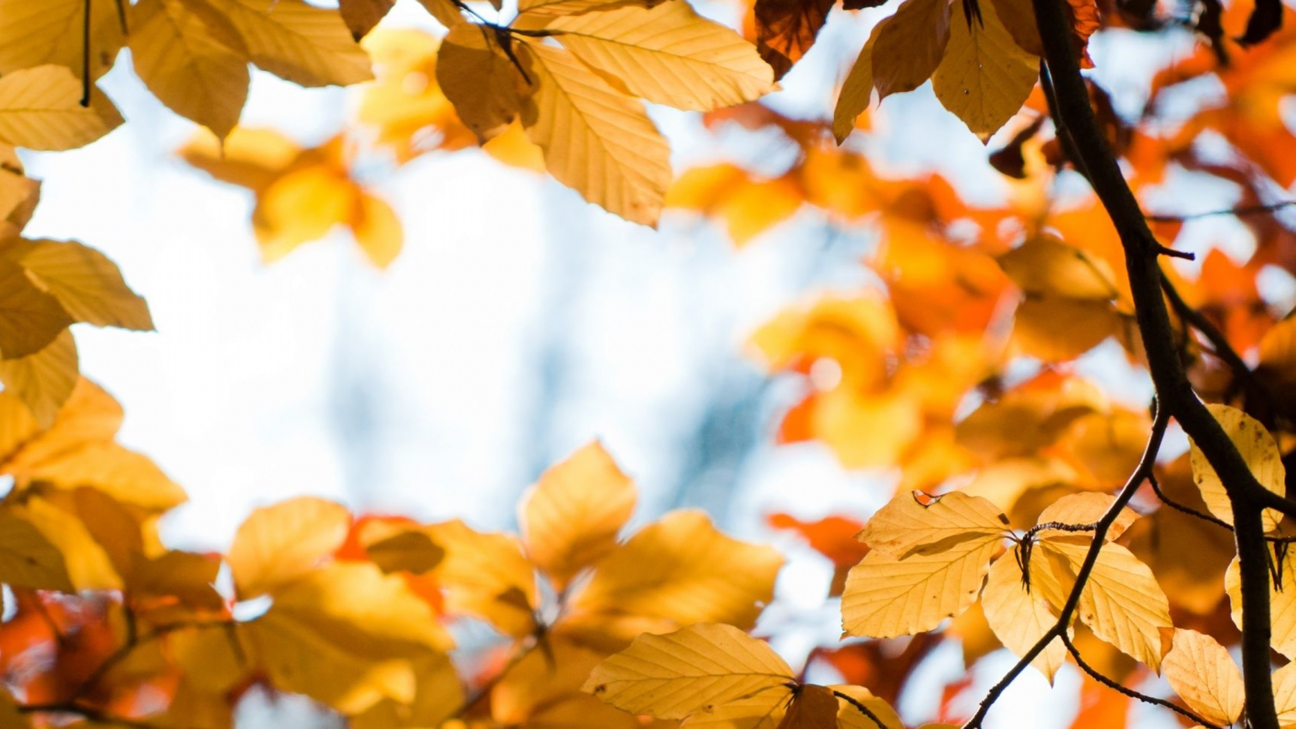 Yellow Autumn