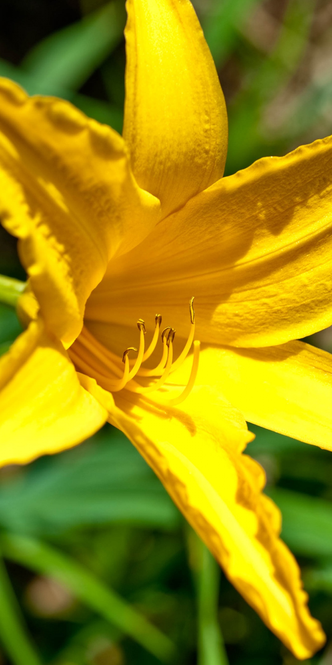 Yellow Lily