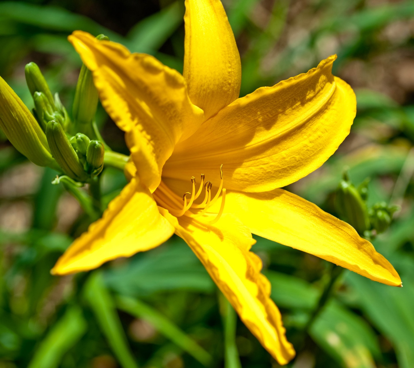 Yellow Lily