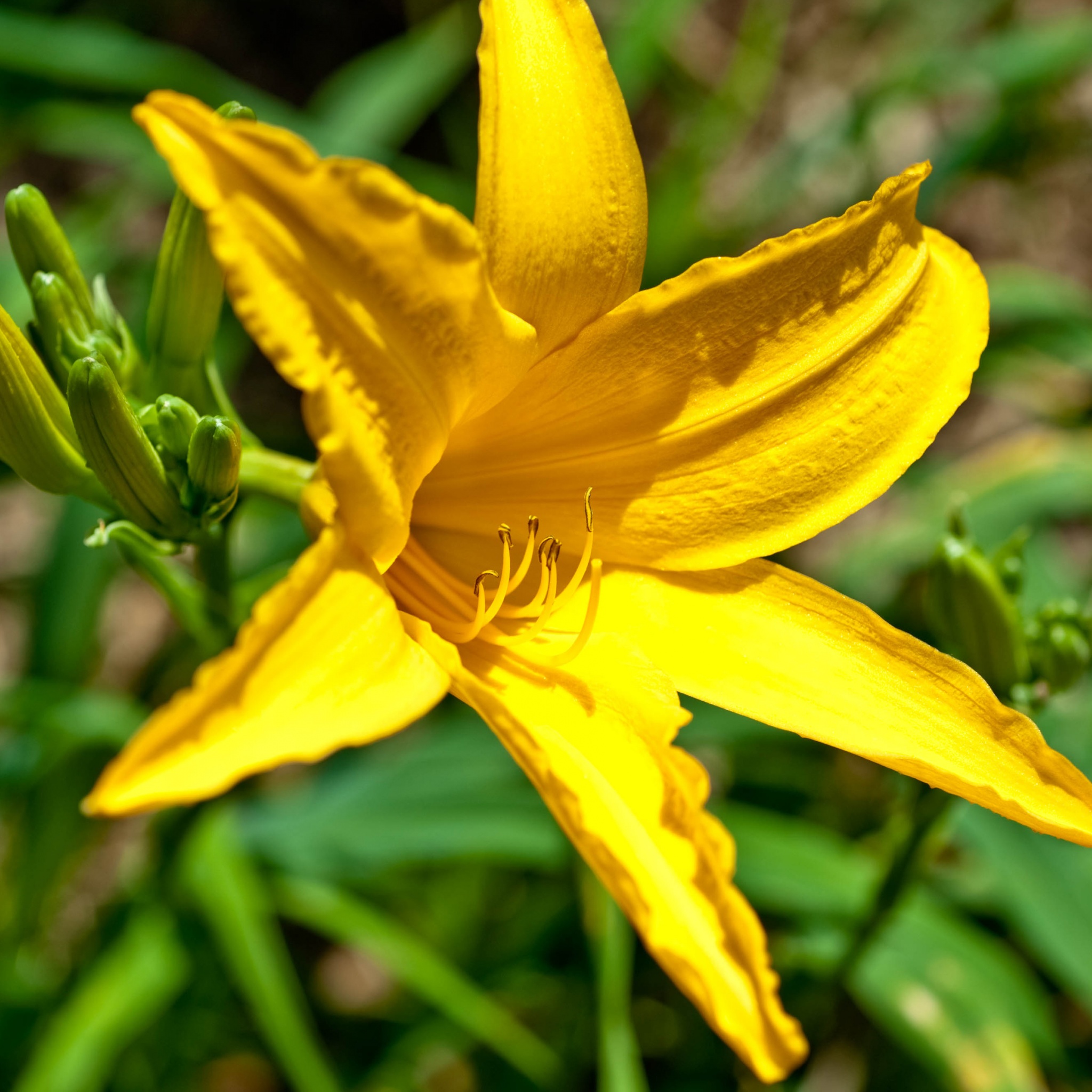 Yellow Lily