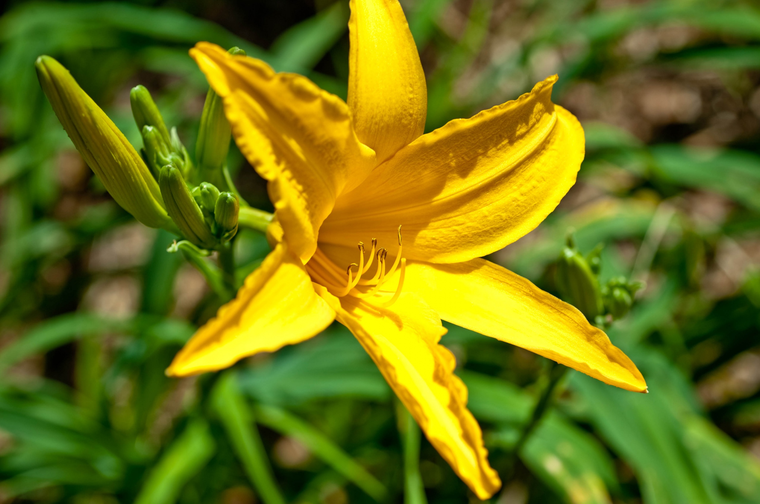 Yellow Lily