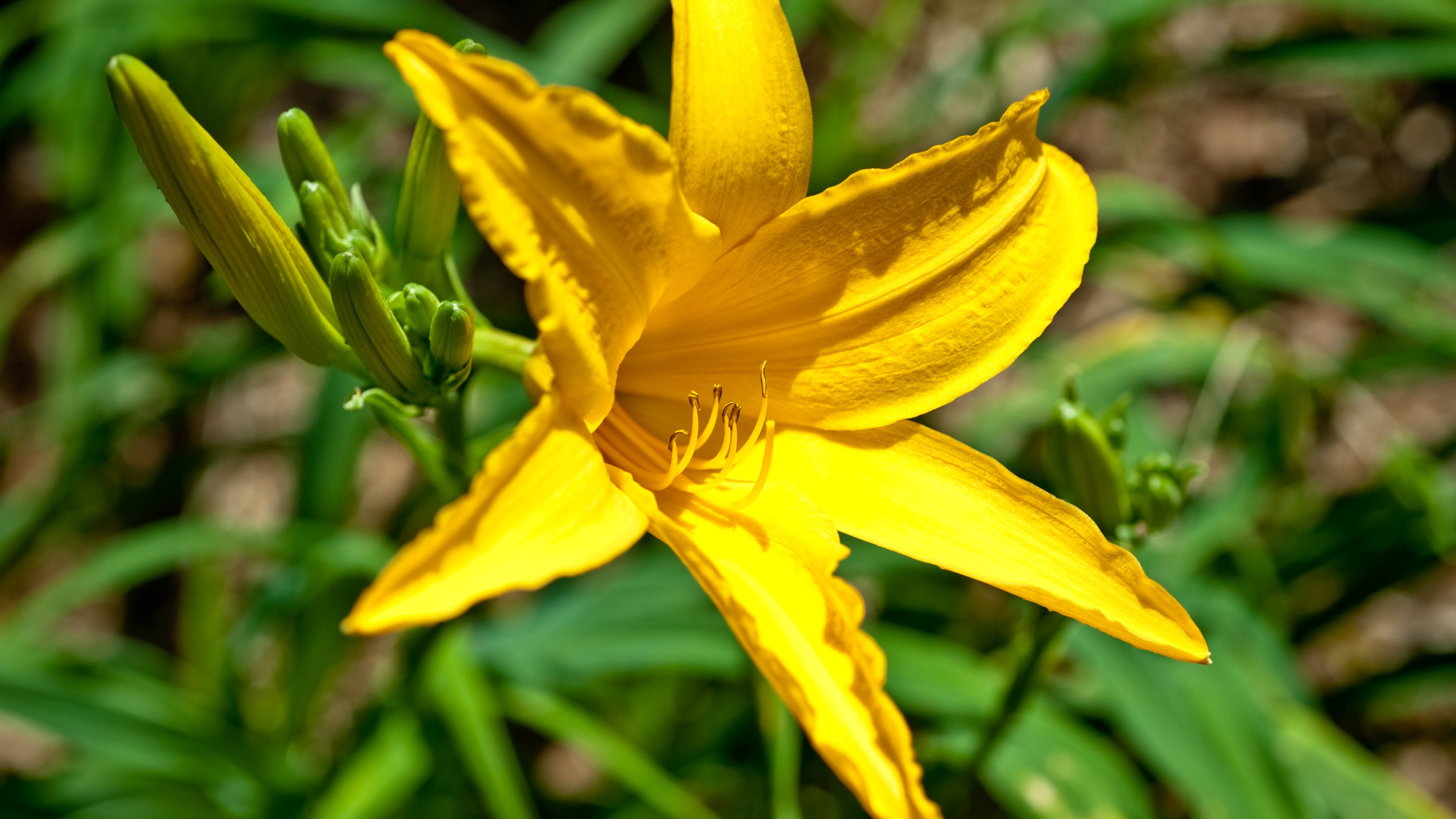 Yellow Lily