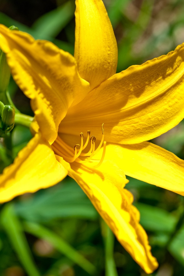 Yellow Lily