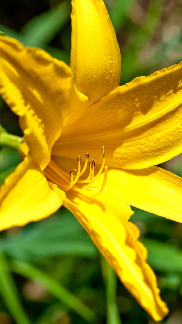 Yellow Lily