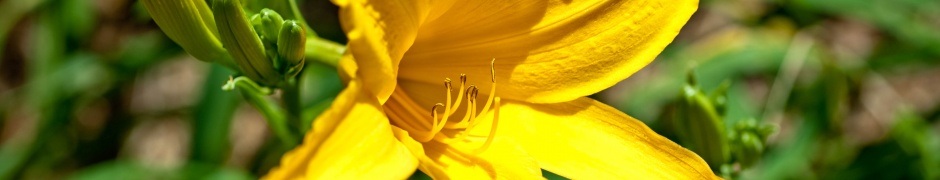 Yellow Lily