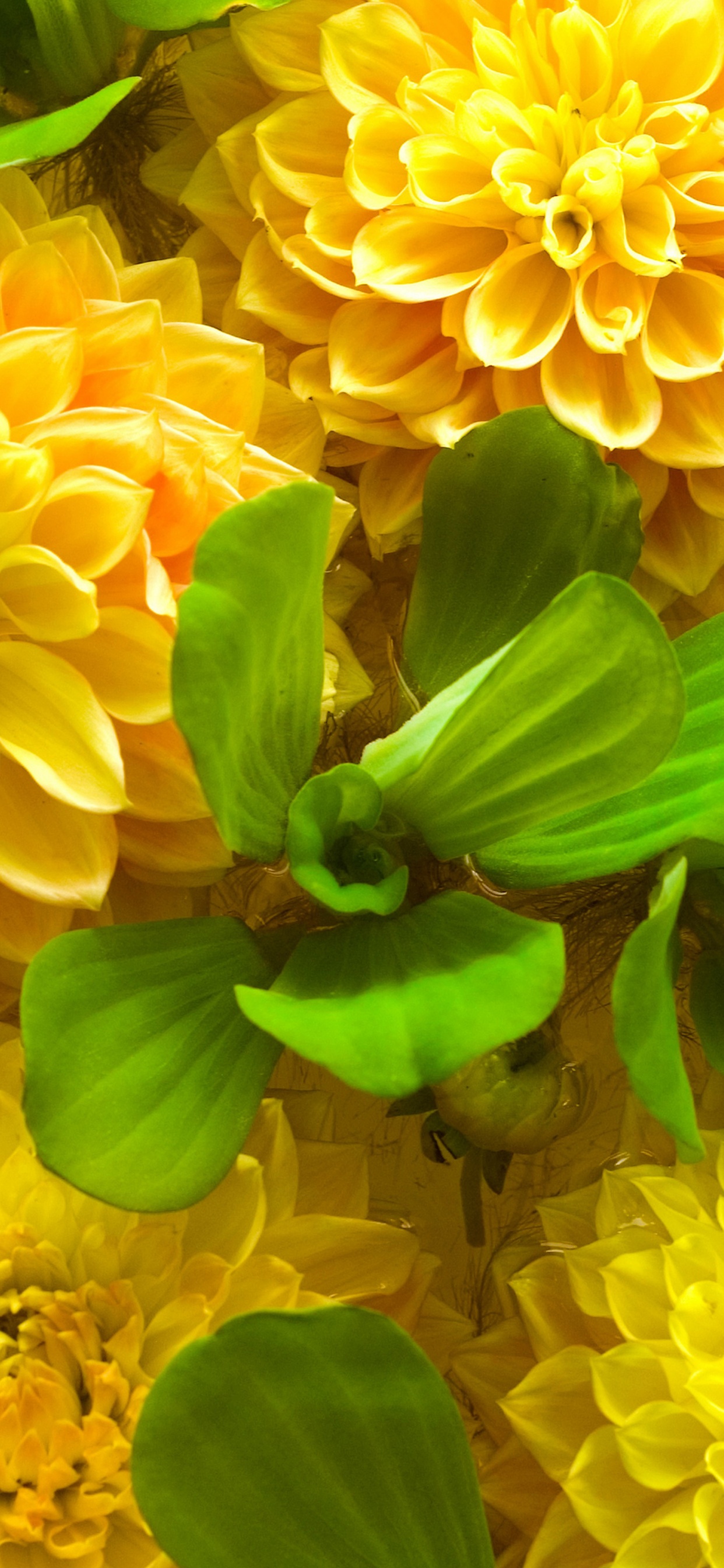 Yellow Spring Flowers