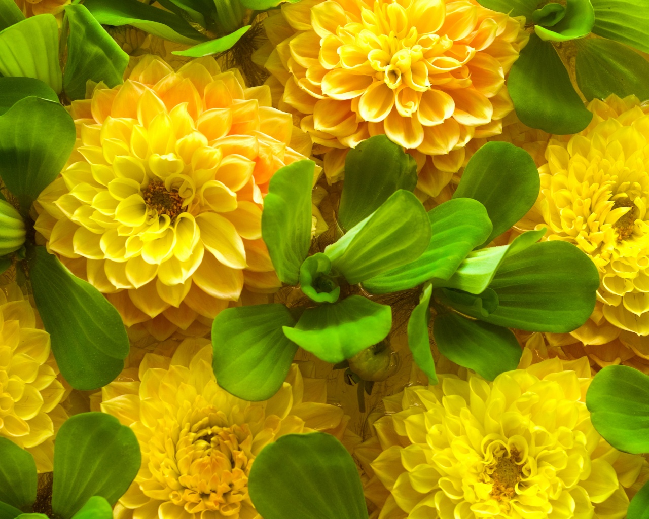 Yellow Spring Flowers