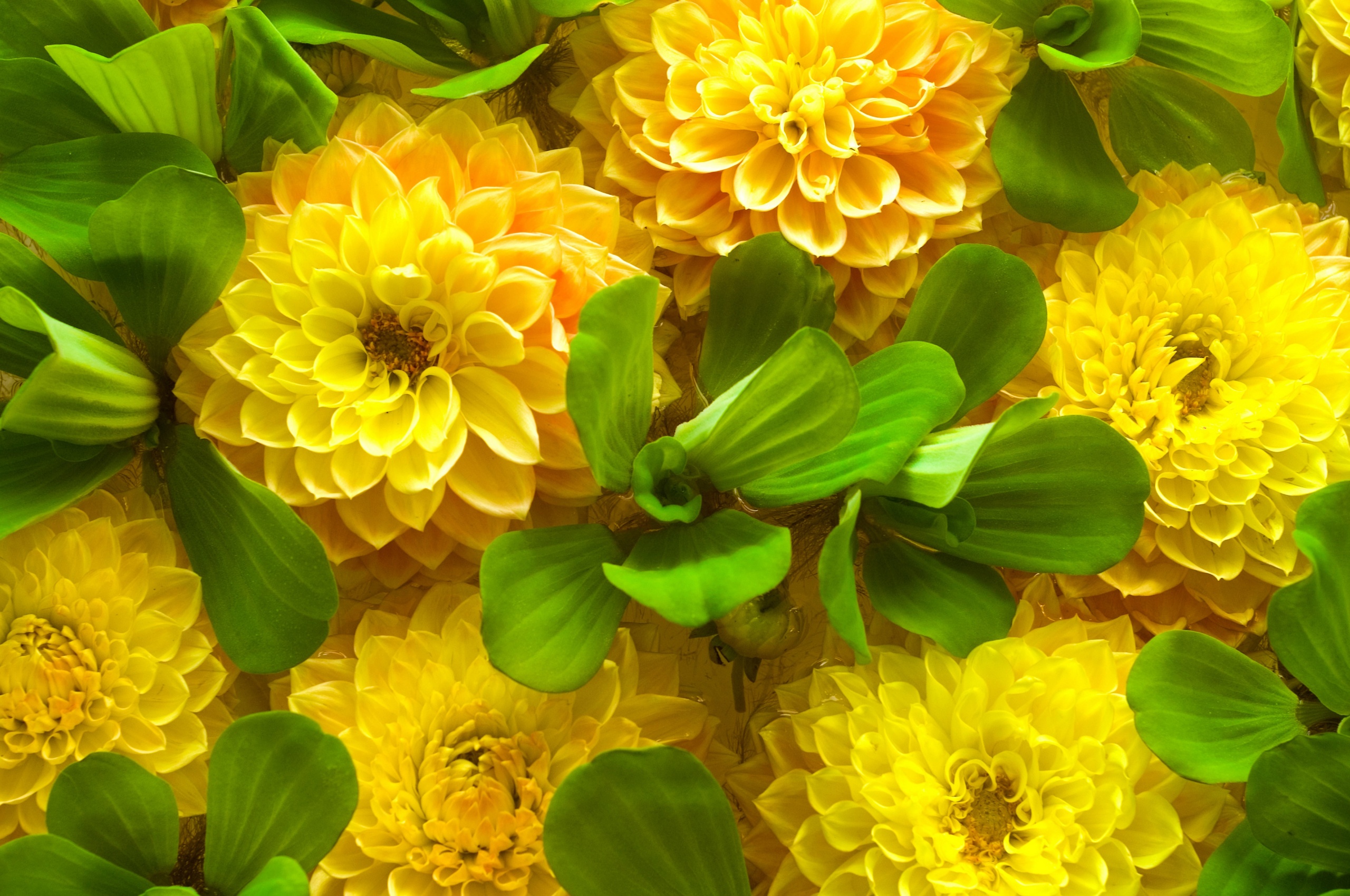 Yellow Spring Flowers