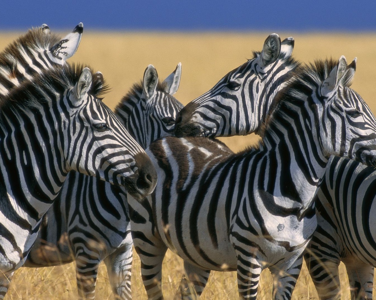 Zebra Stripe Herd Kenya