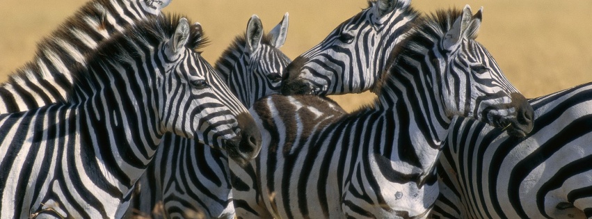 Zebra Stripe Herd Kenya