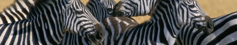 Zebra Stripe Herd Kenya